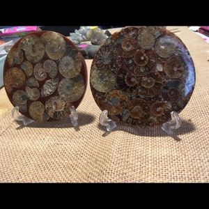 Ammonite fossil plates